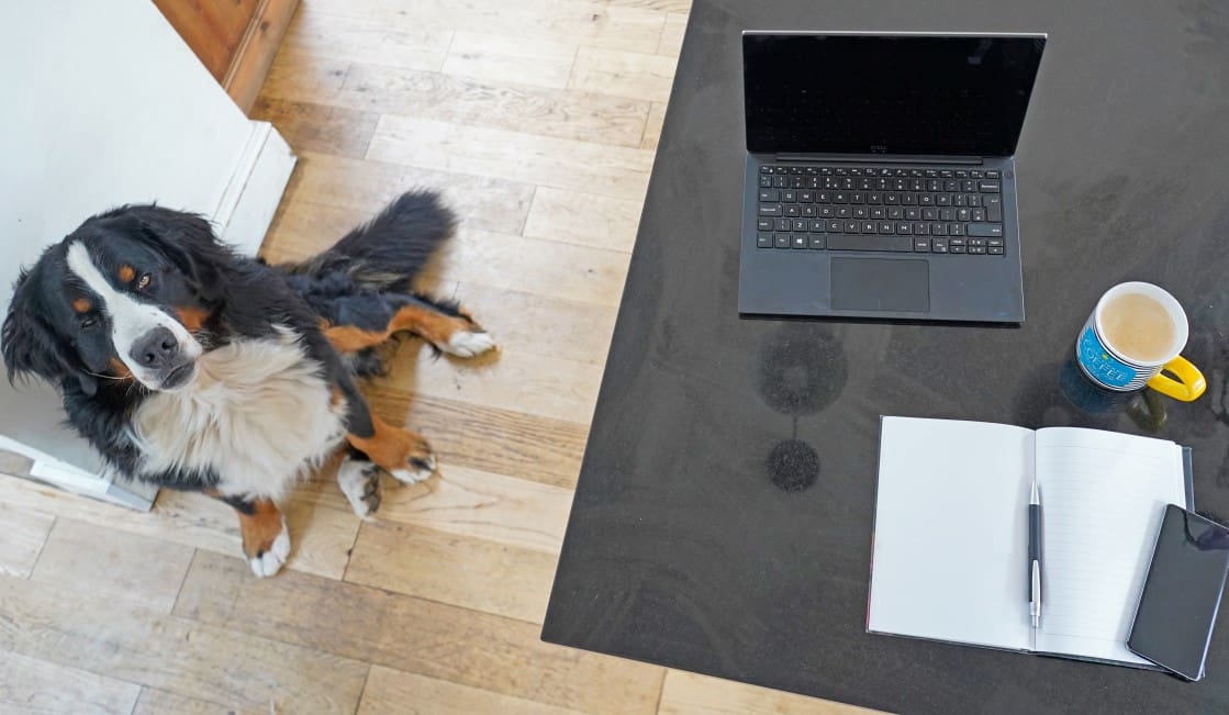working-from-home-desk-laptop-coffee-cup-notebook-pen-smartphone-bernese-mountain-dog-sitting-next-to_t20_KAmO1v